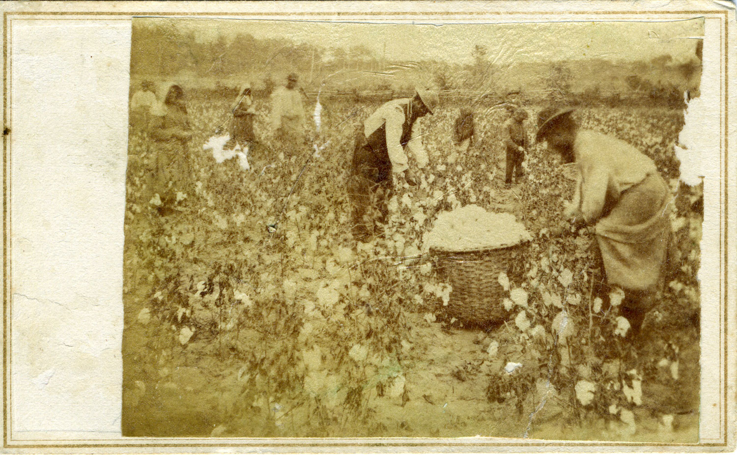 Slaves  Harvesting Cotton