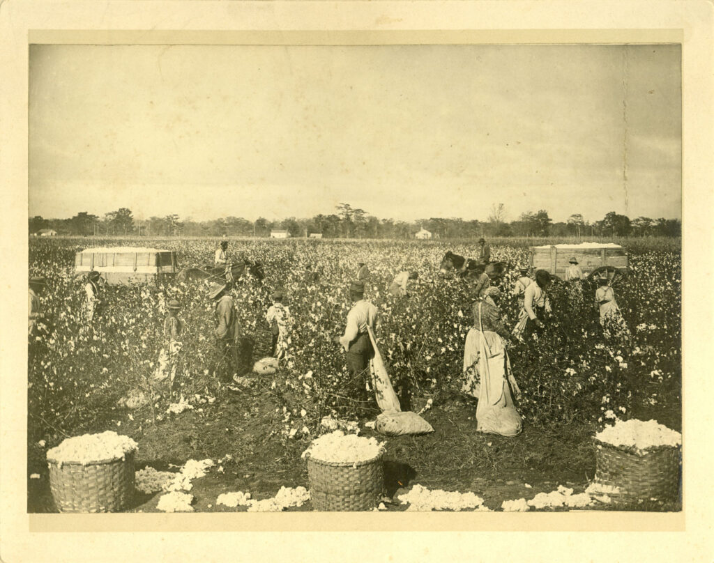 Slaves Harvesting Cotton 2
