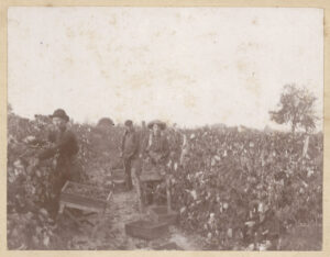 Farmers Laboring in Field