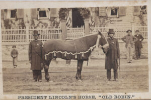 Old Robin - Lincoln Horse